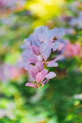 multicolored, blurry floral background with bokeh effect, branch with lilac-blue leaves