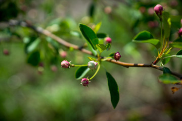Apple tree blooming in the garden. Selective focus.