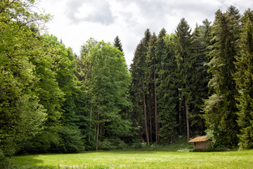 Wald mit Hütte in Bayern