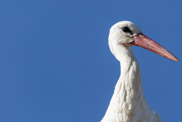 Storch vor blauem Himmel