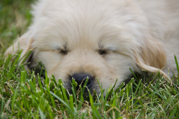 Sleeping Golden Retriever Puppy