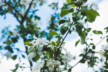 Apple tree blooming in the garden. Selective focus.