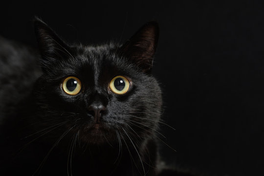 Black cat ready to jump