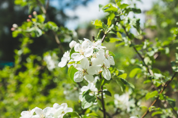 Apple tree blooming in the garden. Selective focus.