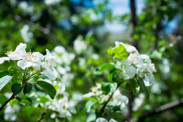 Apple tree blooming in the garden. Selective focus.