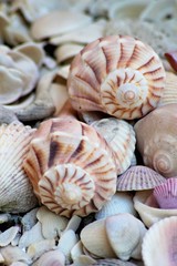 Florida-Blitzschnecken 