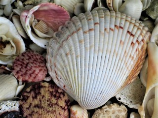 Florida Herz-Muschel und andere Muscheln,