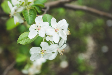 Apple tree blooming in the garden. Selective focus.