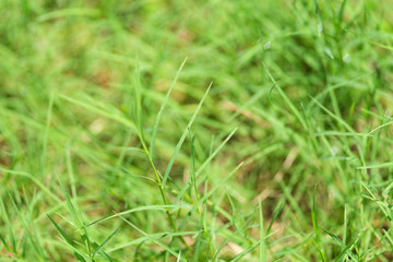 Grenn grass.