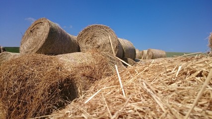 Sommeranfang herrliche Natur