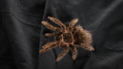 The spider crawls on a black cloth