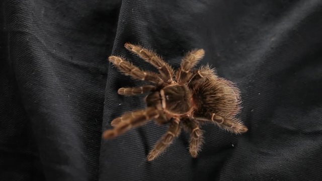 The spider crawls on a black cloth