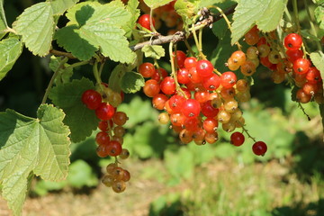 Currants, Johannisbeeren (Ribes)