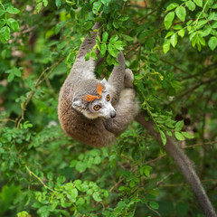 Adult female  crowned lemur (Eulemur coronatus) on a tree