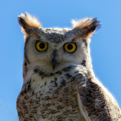 Canadian Great Horned Owl and blue sky 