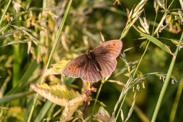 Meadow Brown Butterfly resting in sunshine in long grass