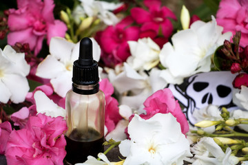 Oleander, Gift- und Heilpflanze