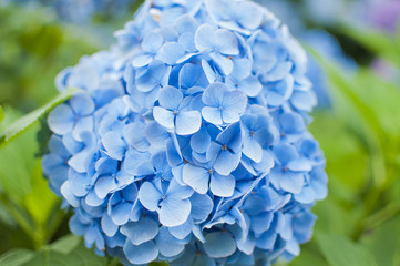 紫陽花 あじさい