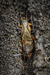 The portrait of a large insect living in the land - gryllotalpa