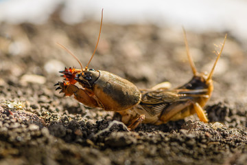 The portrait of a large insect living in the land - gryllotalpa