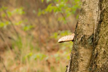 Mushroom on tree