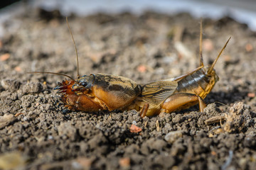 The portrait of a large insect living in the land - gryllotalpa