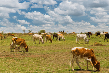 cows grazing in savannah at africa