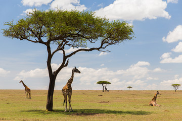 giraffes in savannah at africa