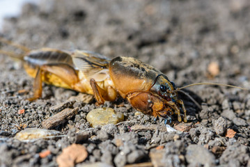 The portrait of a large insect living in the land - gryllotalpa