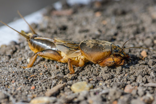 The portrait of a large insect living in the land - gryllotalpa