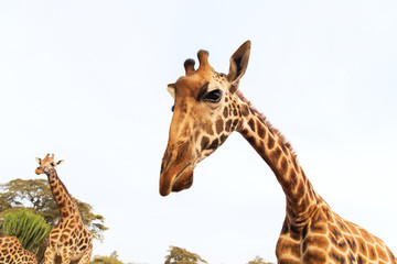 giraffes in africa