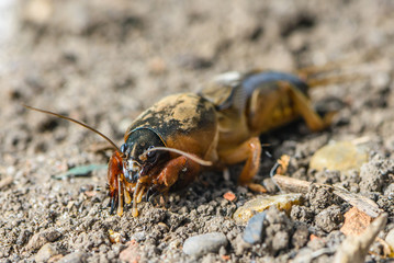 The portrait of a large insect living in the land - gryllotalpa