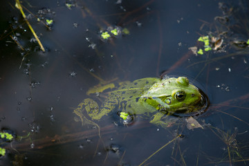 Frog in pond.
