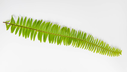 Fern leaves on the white screen