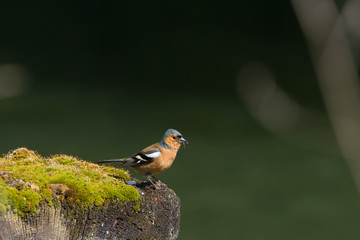 Chaffinch (Fringilla coelebs) perched on mossy post