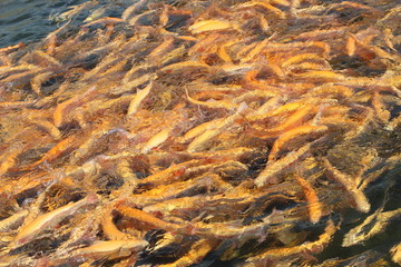 A lot of orange floating fish, trout farming