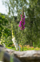 purple foxglove © Davy