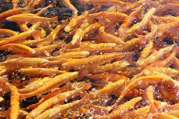 A lot of orange floating fish, trout farming