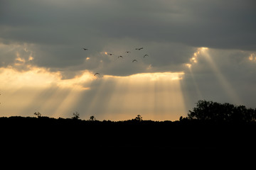 Evening sky with birds