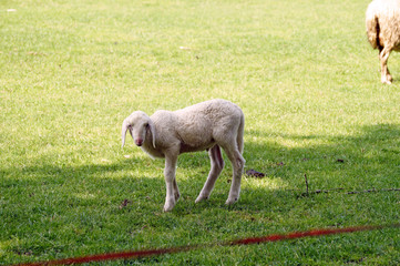 agnello nel prato