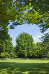 公園　新緑