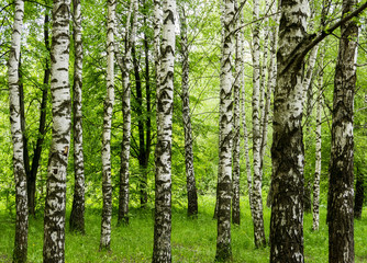 Forest view with birch trees and green grass on a spring summer day nature background outdoor park concept  scenery