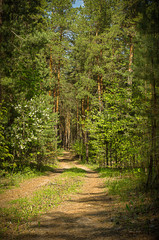 Fototapeta na wymiar Sunny pathway in the forest on a summer day with shadows from the pine trees
