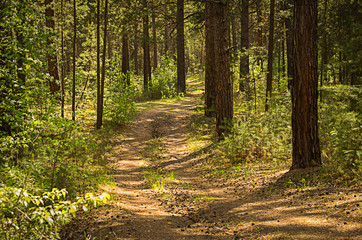 Fototapeta premium Sunny pathway in the forest on a summer day with shadows from the pine trees