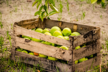 Naklejka na ściany i meble Basket with organic green apples
