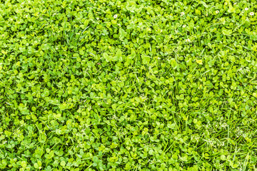 Closeup of summer field of clover greens and grass flat top view