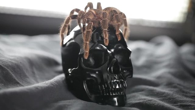 The spider crawls and sits on the skull