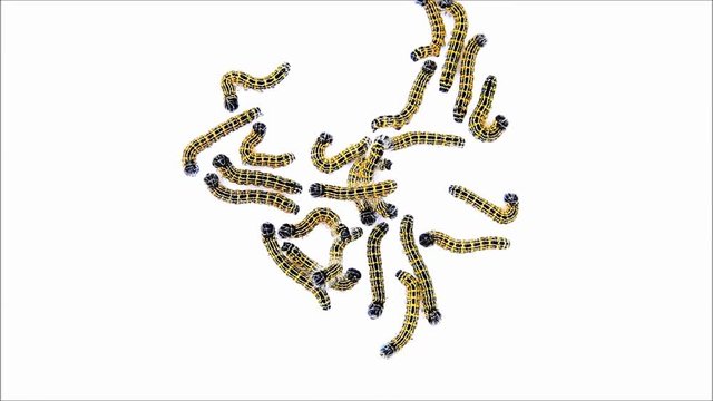 caterpillar macro, Phalera bucephala, Raupe Mondvogel
