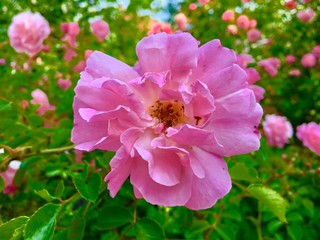 Closeup Pink Flower In Field