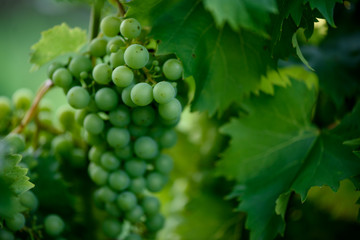 Grapes In Vineyard 
